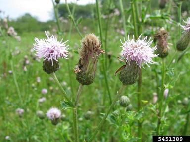 Canada thistle, Cirsium arvense  (Asterales: Asteraceae) - 5451389