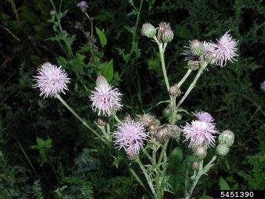 Canada thistle, Cirsium arvense  (Asterales: Asteraceae) - 5451390