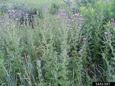 Canada thistle, Cirsium arvense  (Asterales: Asteraceae) - 5451397
