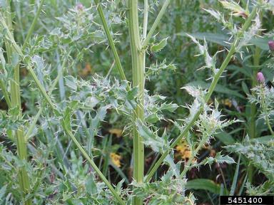 Canada thistle, Cirsium arvense  (Asterales: Asteraceae) - 5451400