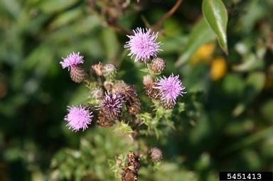 Canada thistle, Cirsium arvense  (Asterales: Asteraceae) - 5451413