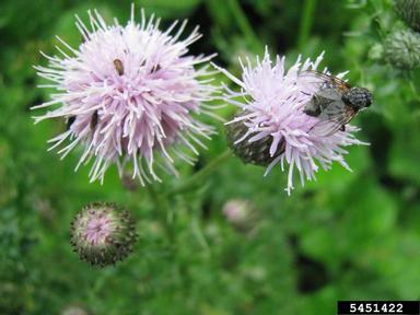 Canada thistle, Cirsium arvense  (Asterales: Asteraceae) - 5451422