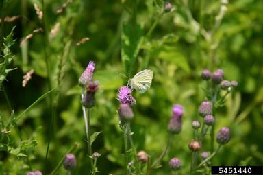 Canada thistle, Cirsium arvense  (Asterales: Asteraceae) - 5451440