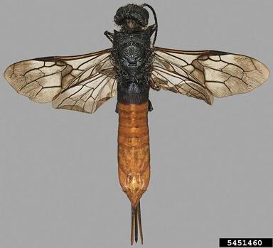 Sirex woodwasp, Sirex behrensii  (Hymenoptera: Siricidae) - 5451460