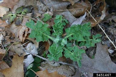 greater celandine, Chelidonium majus  (Papaverales: Papaveraceae) - 5451467