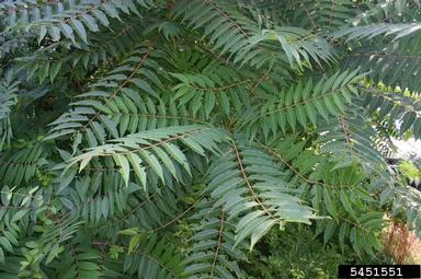 tree-of-heaven, Ailanthus altissima  (Sapindales: Simaroubaceae) - 5451551