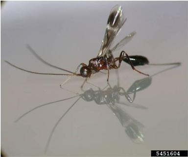 Braconid wasp, Spathius agrili  (Hymenoptera: Braconidae) - 5451604