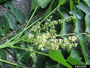 tree-of-heaven, Ailanthus altissima  (Sapindales: Simaroubaceae) - 5451655