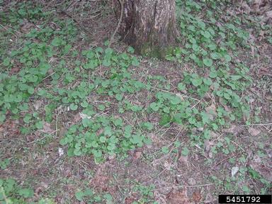 garlic mustard, Alliaria petiolata  (Capparales: Brassicaceae) - 5451792