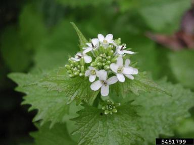 garlic mustard, Alliaria petiolata  (Capparales: Brassicaceae) - 5451799