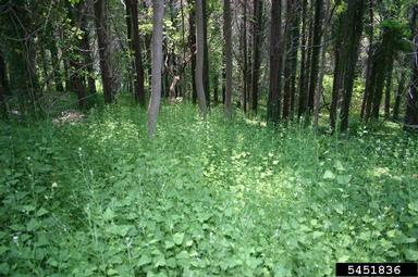 garlic mustard, Alliaria petiolata  (Capparales: Brassicaceae) - 5451836