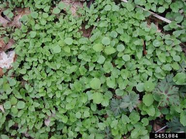 garlic mustard, Alliaria petiolata  (Capparales: Brassicaceae) - 5451884