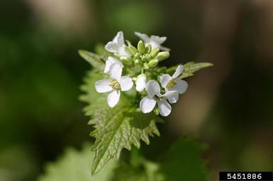 garlic mustard, Alliaria petiolata  (Capparales: Brassicaceae) - 5451886