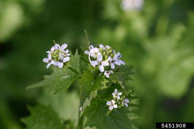 garlic mustard, Alliaria petiolata  (Capparales: Brassicaceae) - 5451908