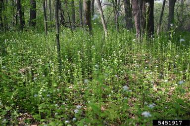 garlic mustard, Alliaria petiolata  (Capparales: Brassicaceae) - 5451917