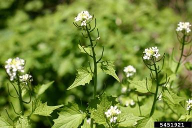 garlic mustard, Alliaria petiolata  (Capparales: Brassicaceae) - 5451921