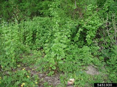 garlic mustard, Alliaria petiolata  (Capparales: Brassicaceae) - 5451930