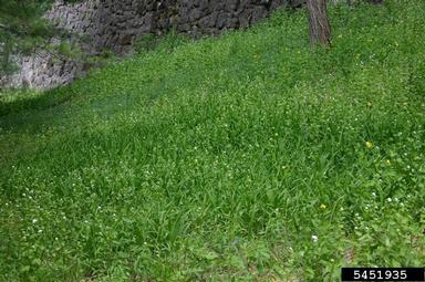 garlic mustard, Alliaria petiolata  (Capparales: Brassicaceae) - 5451935