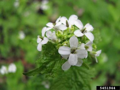 garlic mustard, Alliaria petiolata  (Capparales: Brassicaceae) - 5451944