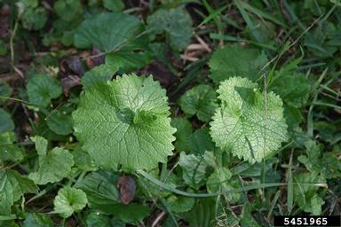 garlic mustard, Alliaria petiolata  (Capparales: Brassicaceae) - 5451965