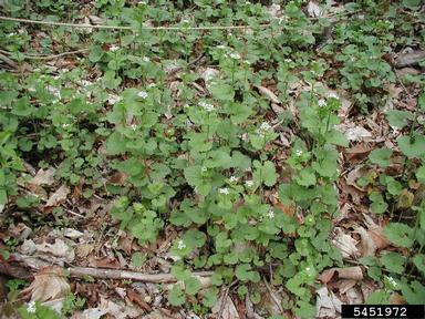 garlic mustard, Alliaria petiolata  (Capparales: Brassicaceae) - 5451972