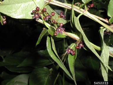 Black dog-strangling vine, black swallowwort, Cynanchum louiseae  (Gentianales: Asclepiadaceae) - 5452233