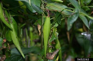 Black dog-strangling vine, black swallowwort, Cynanchum louiseae  (Gentianales: Asclepiadaceae) - 5452242