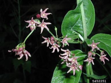 dog-strangling vine, European swallowwort, Cynanchum rossicum  (Gentianales: Asclepiadaceae) - 5452251