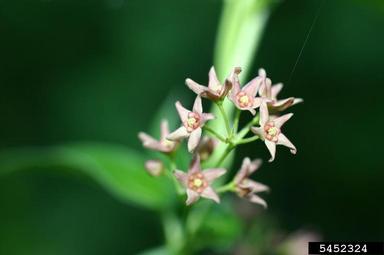 dog-strangling vine, European swallowwort, Cynanchum rossicum  (Gentianales: Asclepiadaceae) - 5452324