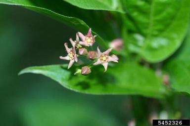 dog-strangling vine, European swallowwort, Cynanchum rossicum  (Gentianales: Asclepiadaceae) - 5452326