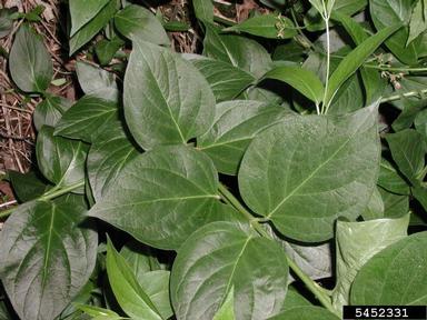dog-strangling vine, European swallowwort, Cynanchum rossicum  (Gentianales: Asclepiadaceae) - 5452331