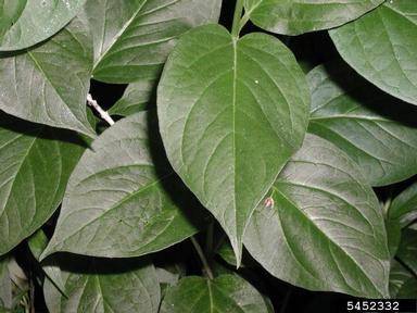 dog-strangling vine, European swallowwort, Cynanchum rossicum  (Gentianales: Asclepiadaceae) - 5452332