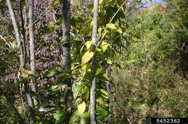 dog-strangling vine, European swallowwort, Cynanchum rossicum  (Gentianales: Asclepiadaceae) - 5452362