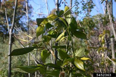 dog-strangling vine, European swallowwort, Cynanchum rossicum  (Gentianales: Asclepiadaceae) - 5452363