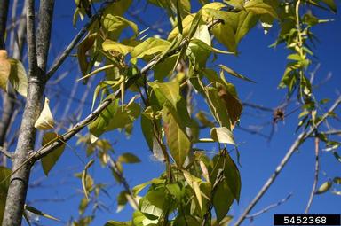 dog-strangling vine, European swallowwort, Cynanchum rossicum  (Gentianales: Asclepiadaceae) - 5452368
