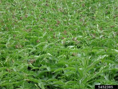 dog-strangling vine, European swallowwort, Cynanchum rossicum  (Gentianales: Asclepiadaceae) - 5452385