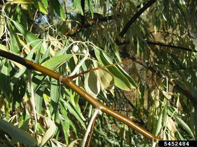 Russian-olive, Elaeagnus angustifolia  (Rhamnales: Elaeagnaceae) - 5452484