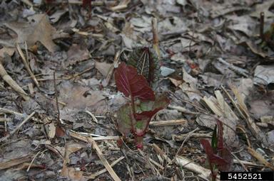 Japanese knotweed, Fallopia japonica  (Polygonales: Polygonaceae) - 5452521