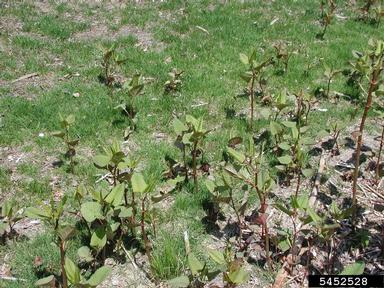 Japanese knotweed, Fallopia japonica  (Polygonales: Polygonaceae) - 5452528