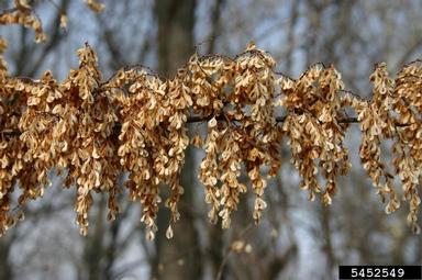 Japanese knotweed, Fallopia japonica  (Polygonales: Polygonaceae) - 5452549