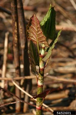 Japanese knotweed, Fallopia japonica  (Polygonales: Polygonaceae) - 5452601