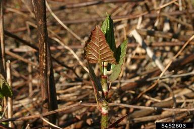Japanese knotweed, Fallopia japonica  (Polygonales: Polygonaceae) - 5452603