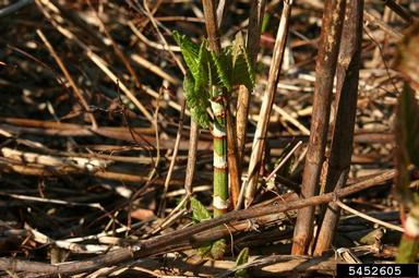 Japanese knotweed, Fallopia japonica  (Polygonales: Polygonaceae) - 5452605