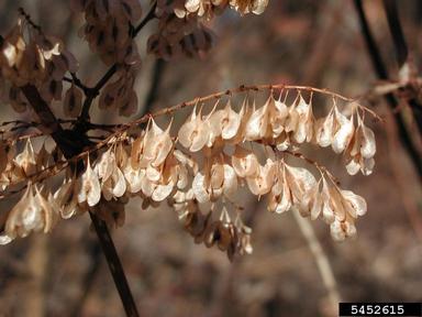 Japanese knotweed, Fallopia japonica  (Polygonales: Polygonaceae) - 5452615