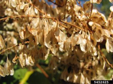 Japanese knotweed, Fallopia japonica  (Polygonales: Polygonaceae) - 5452625