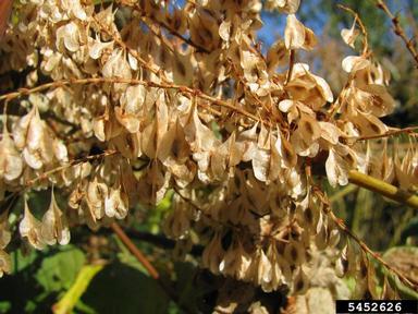 Japanese knotweed, Fallopia japonica  (Polygonales: Polygonaceae) - 5452626