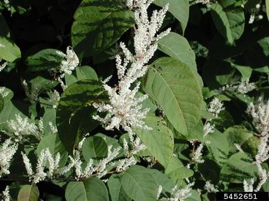 Japanese knotweed, Fallopia japonica  (Polygonales: Polygonaceae) - 5452651