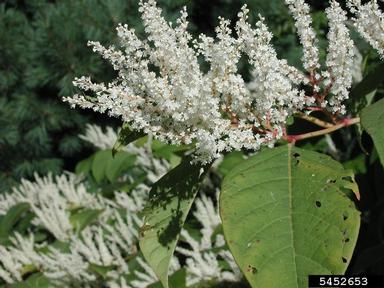 Japanese knotweed, Fallopia japonica  (Polygonales: Polygonaceae) - 5452653