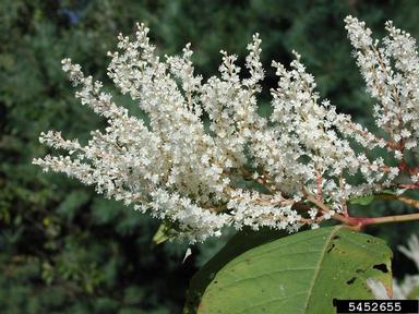 Japanese knotweed, Fallopia japonica  (Polygonales: Polygonaceae) - 5452655