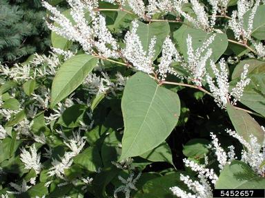 Japanese knotweed, Fallopia japonica  (Polygonales: Polygonaceae) - 5452657